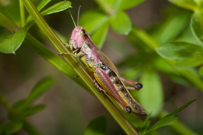 Decticus verrucivorus, Chorthippus parallelus, Kisella irena